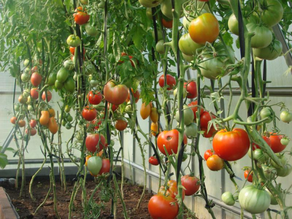 Проблема огородников: почему помидоры трескаются при созревании